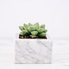 Casey Low Marble Carrara Marble Succulent Pot - Lustere Living