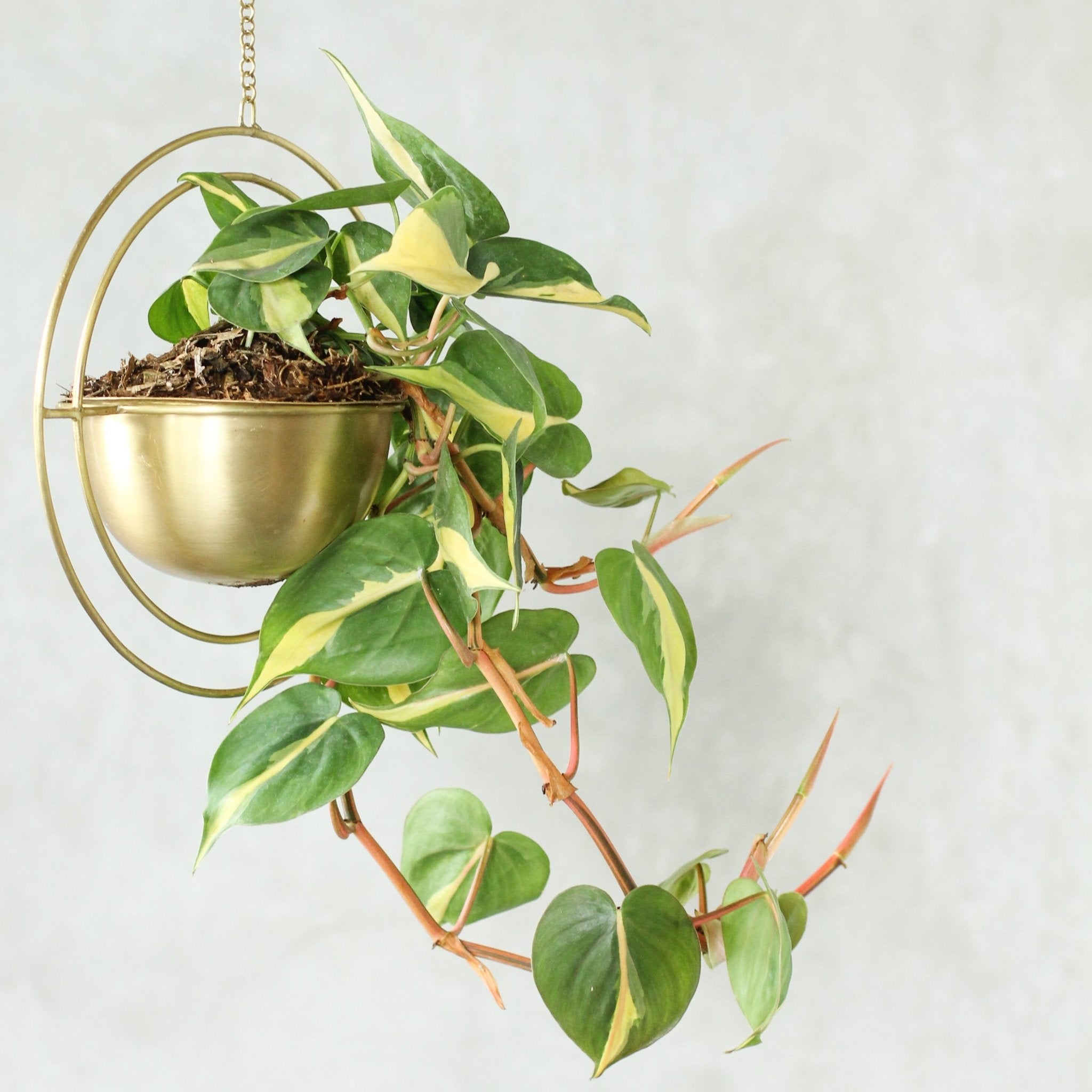 Celestial Round Brass Hanging Planter - Lustere Living